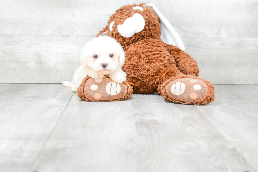 Friendly Maltipoo Baby