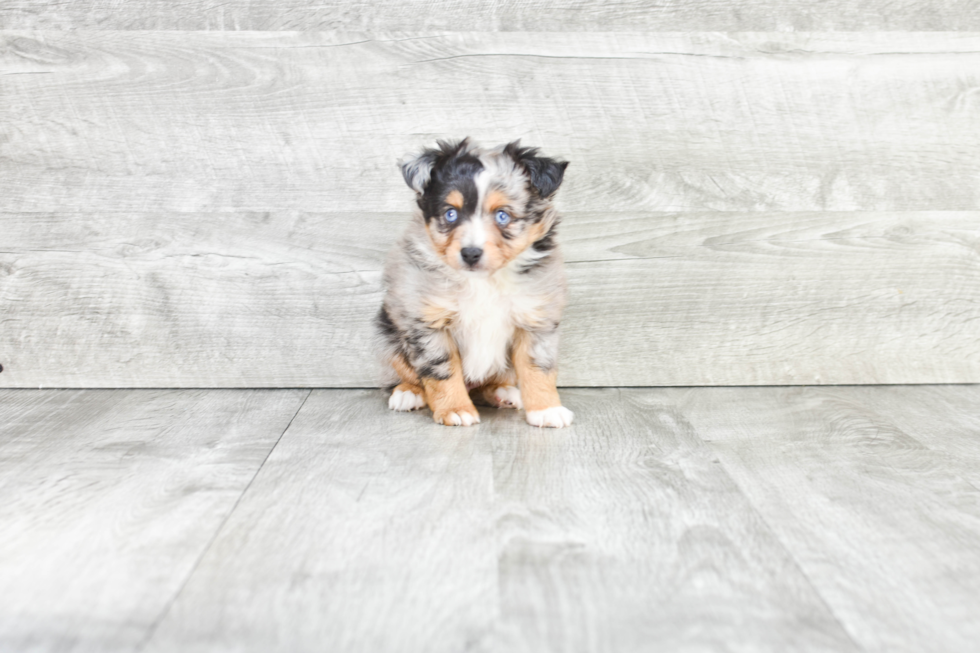 Sweet Mini Aussiedoodle Baby