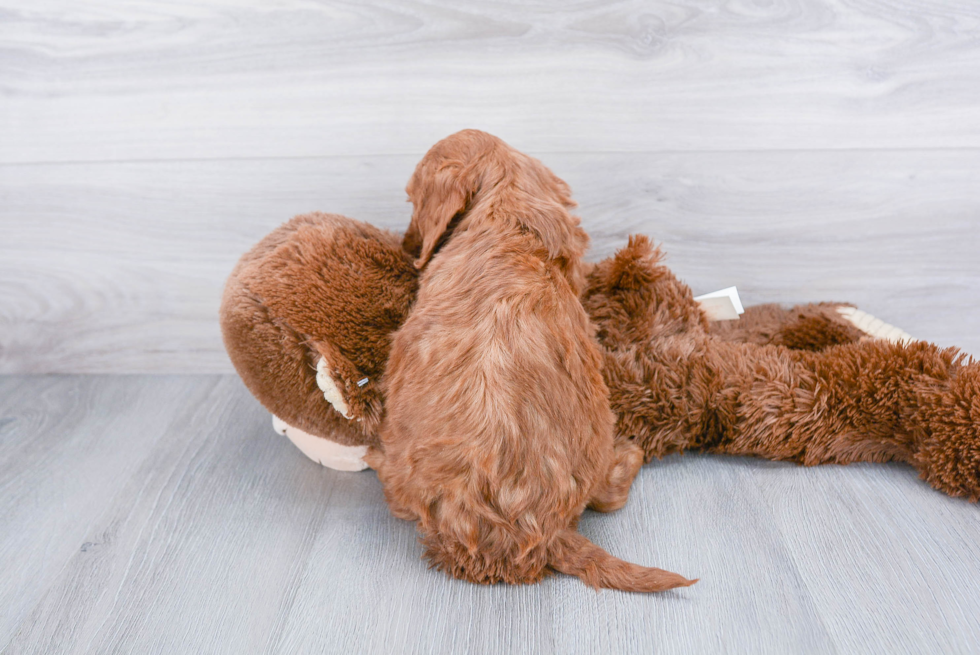 Best Mini Goldendoodle Baby