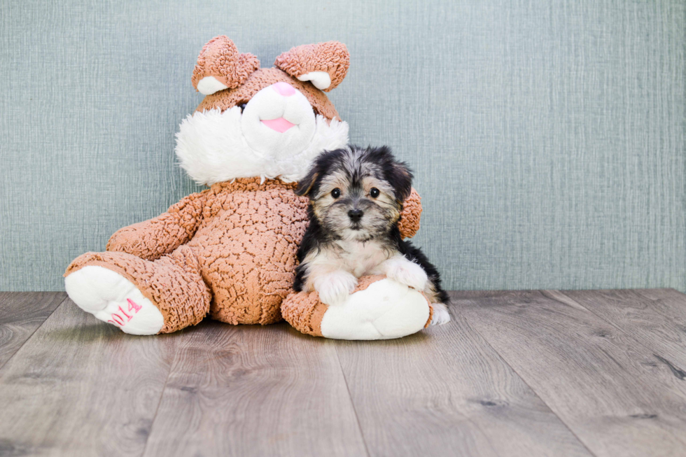 Energetic Yorkie Designer Puppy