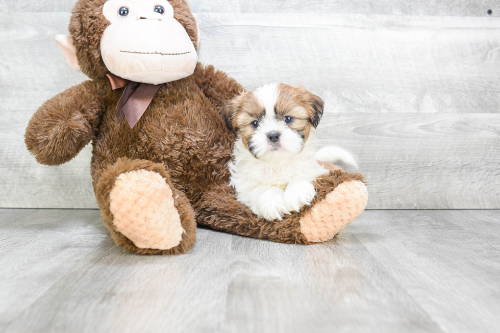 Popular Teddy Bear Designer Pup