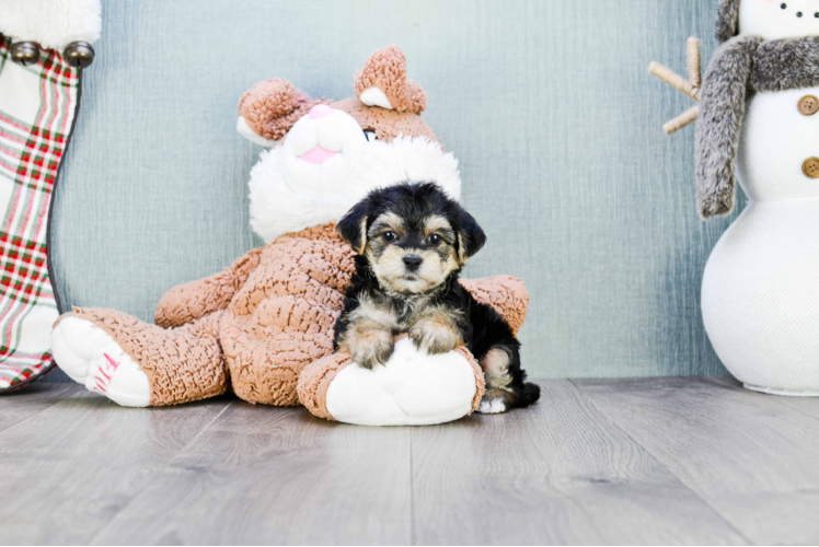 Cute Morkie Baby