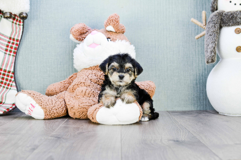 Cute Morkie Baby