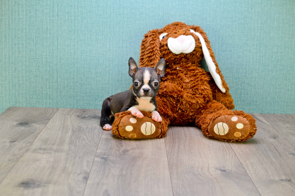 Friendly Boston Terrier Baby