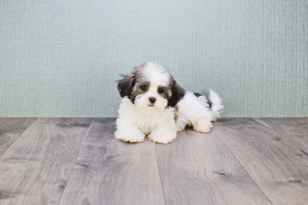 Best Havanese Baby