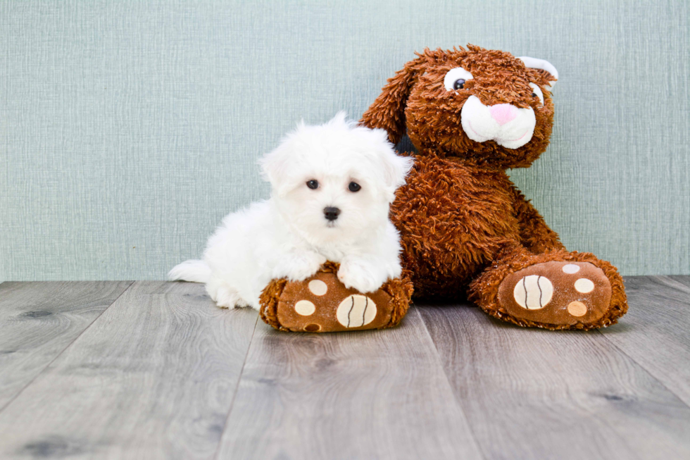 Maltese Puppy for Adoption