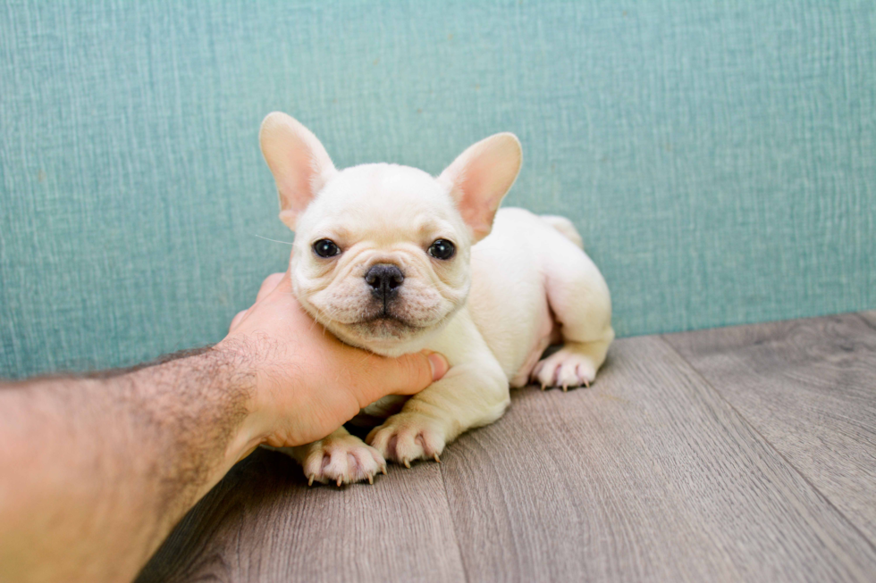 French Bulldog Puppy for Adoption