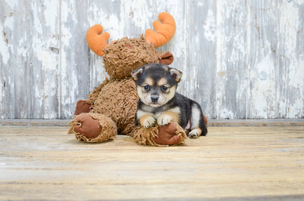 Fluffy Pomeranian Purebred Puppy