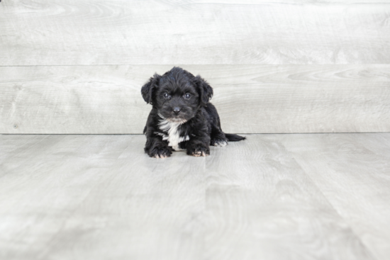 Petite Morkie Designer Pup