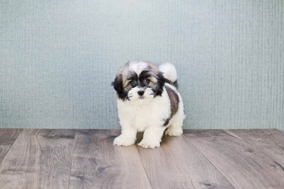 Smart Havanese Purebred Puppy