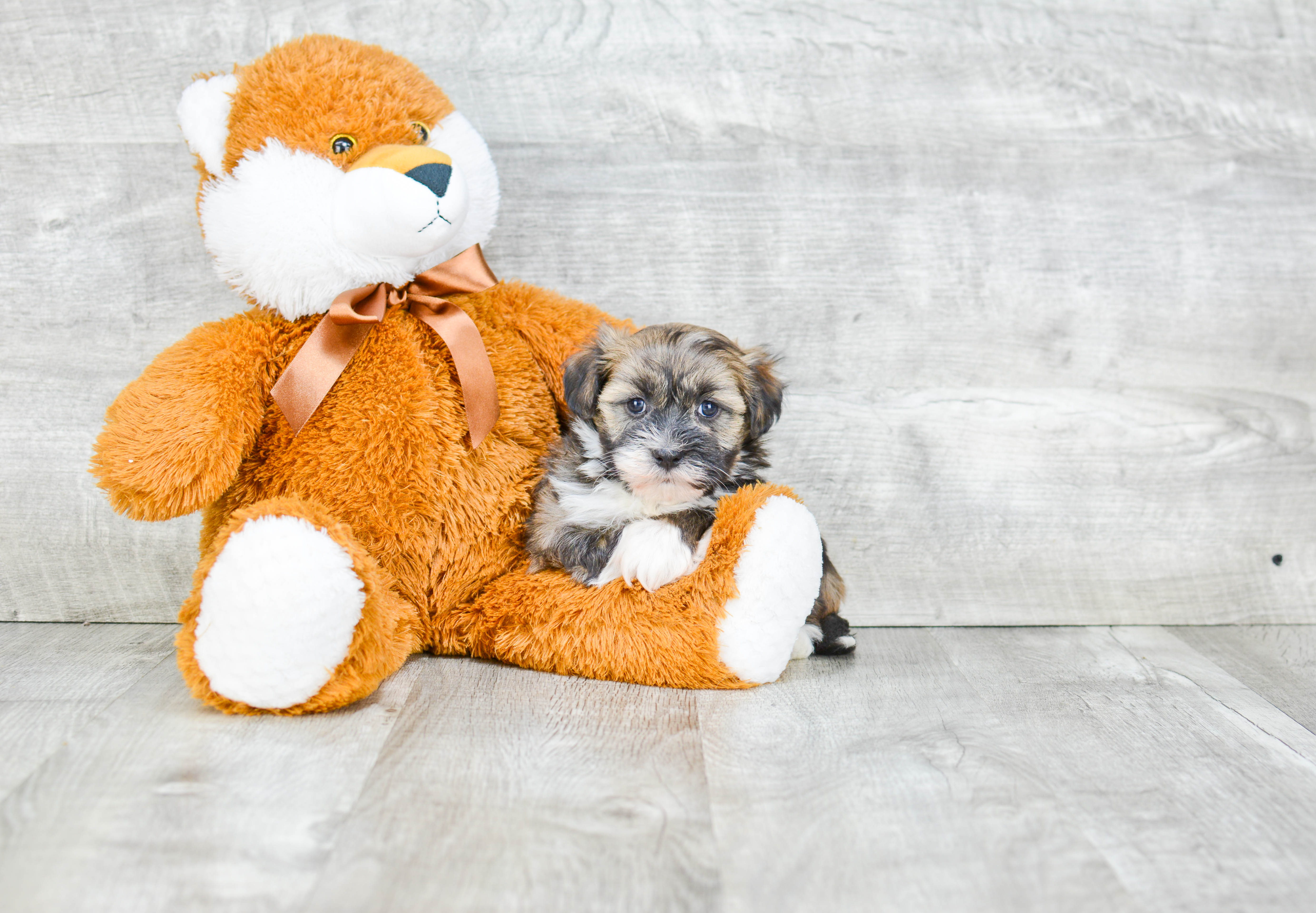 Energetic Havanese Purebred Puppy