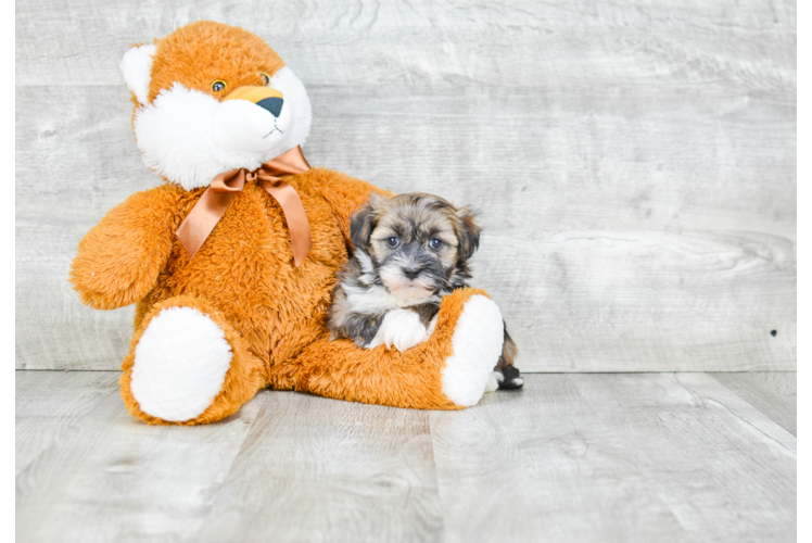 Energetic Havanese Purebred Puppy