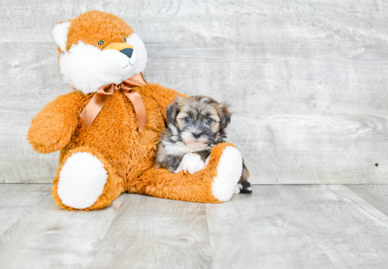 Energetic Havanese Purebred Puppy