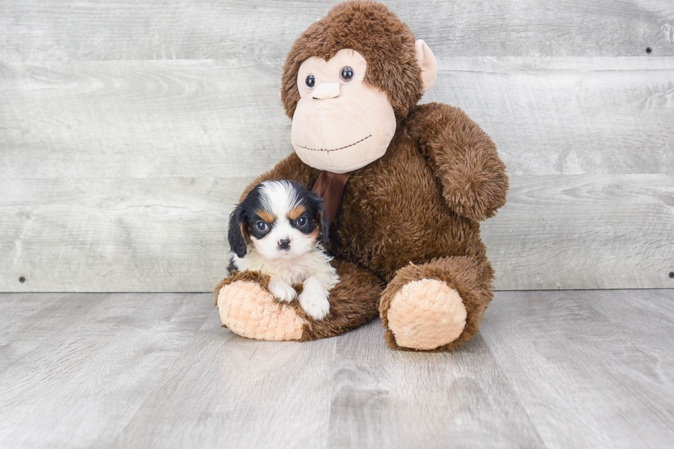 Best Cavalier King Charles Spaniel Baby