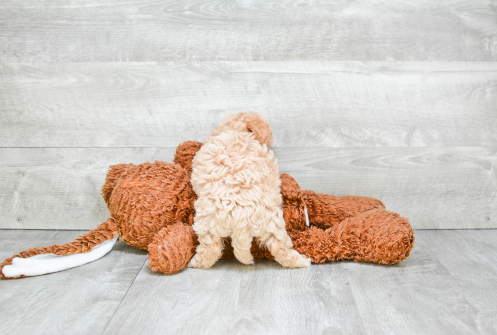 Adorable Maltepoo Poodle Mix Puppy