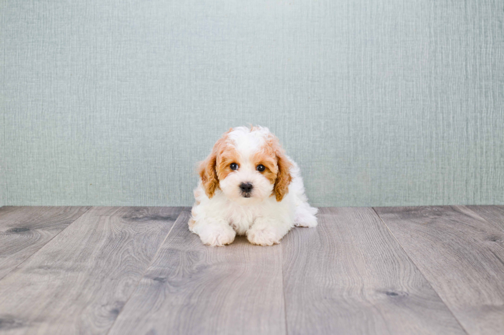 Cavapoo Puppy for Adoption