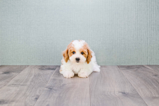 Cavapoo Puppy for Adoption