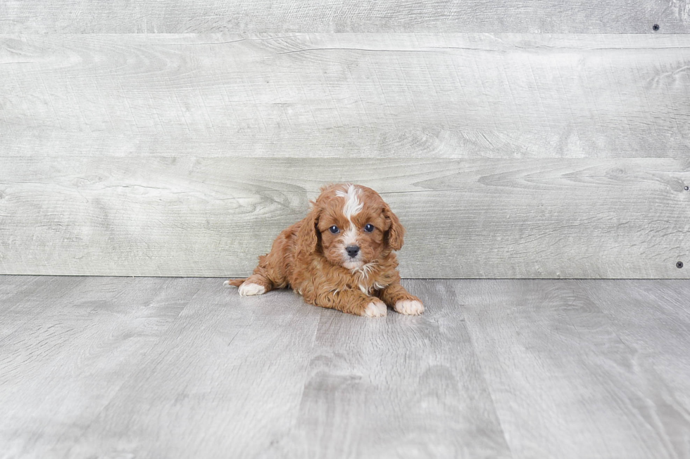 Sweet Cavapoo Baby