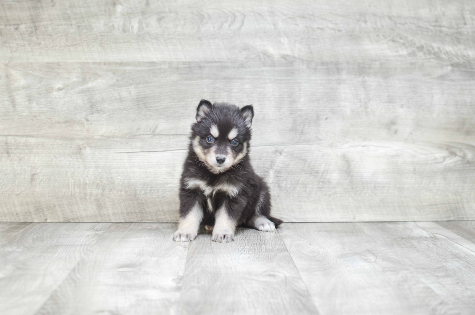 Pomsky Pup Being Cute