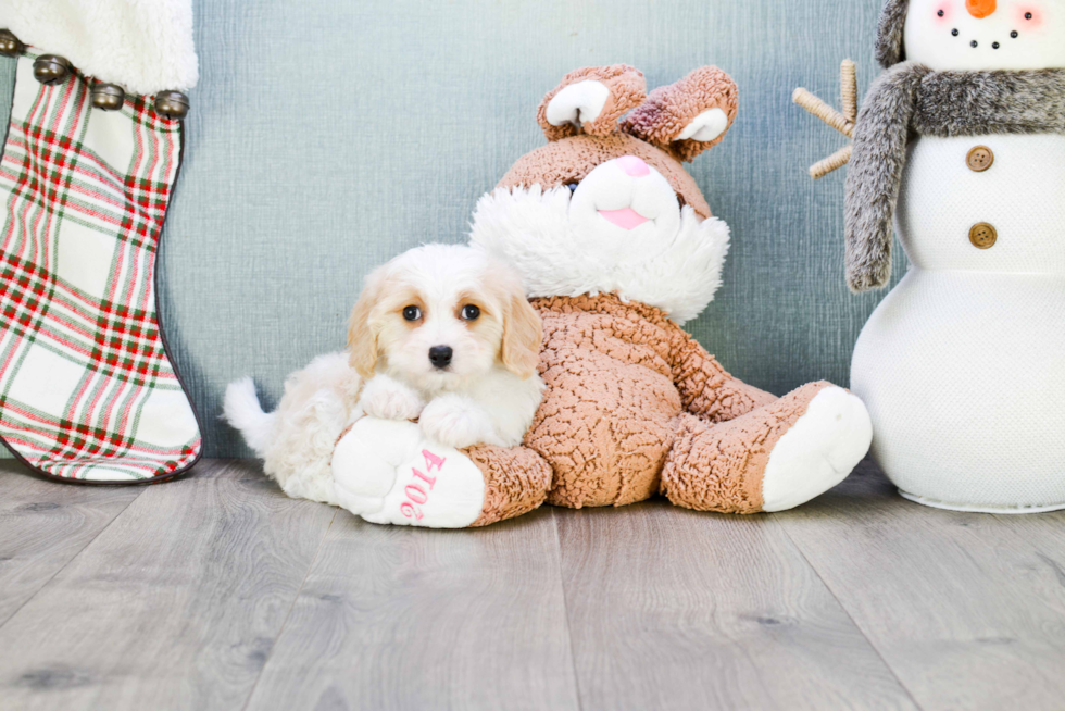 Smart Cavachon Designer Pup