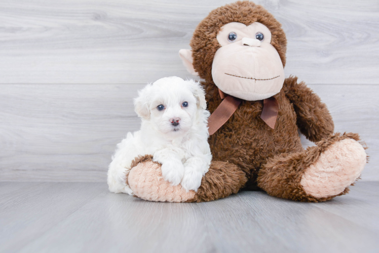 Best Maltipoo Baby