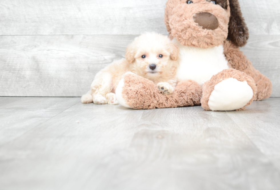 Maltipoo Puppy for Adoption