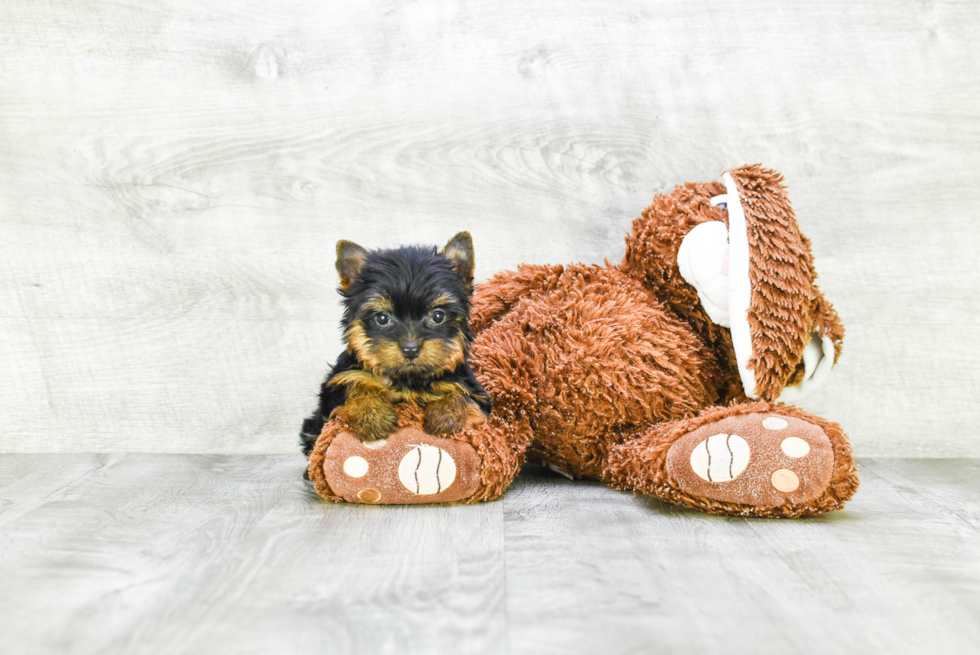 Meet Steph - our Yorkshire Terrier Puppy Photo 