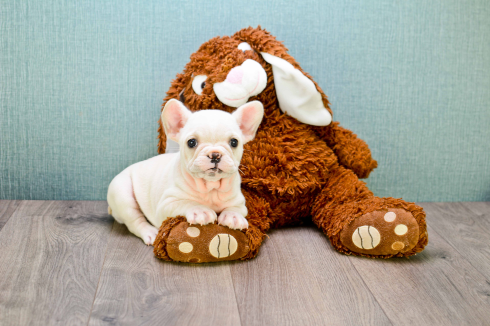 Funny French Bulldog Purebred Pup