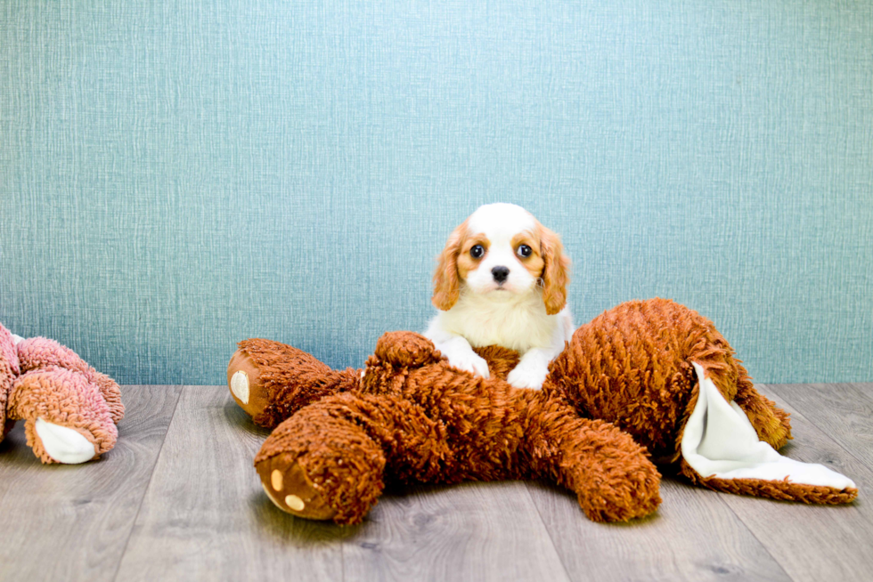 Best Cavalier King Charles Spaniel Baby