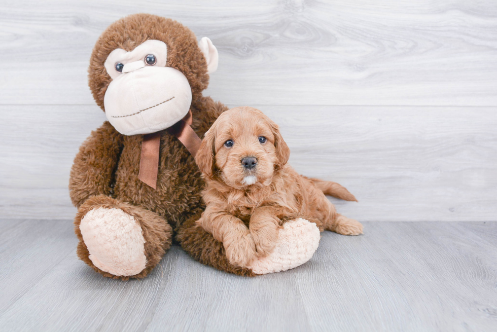 Cockapoo Pup Being Cute