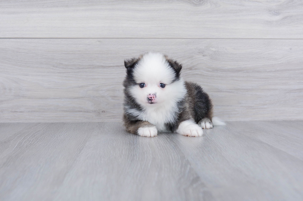 Little Pomeranian Baby