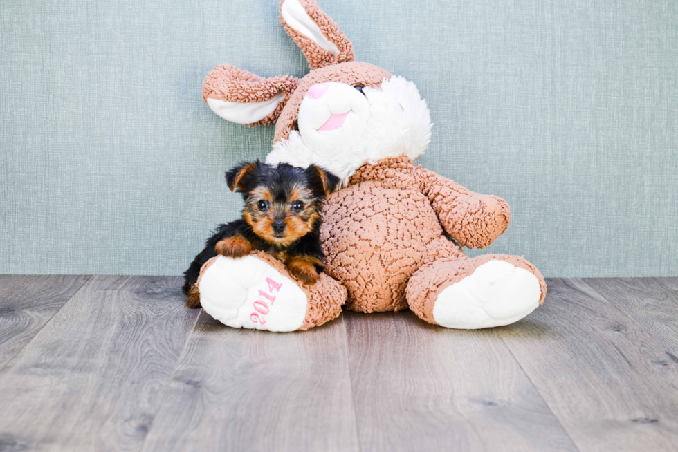 Meet Mindy - our Yorkshire Terrier Puppy Photo 