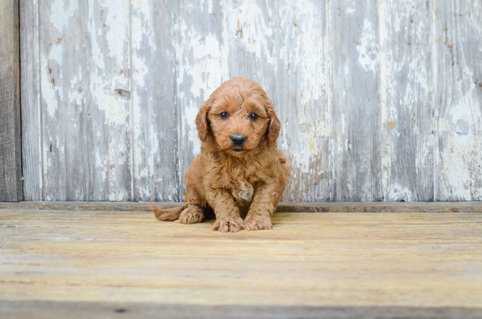 Mini Goldendoodle Puppy for Adoption