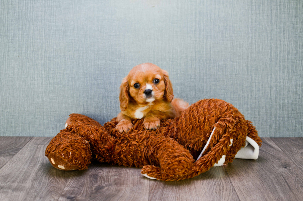 Funny Cavalier King Charles Spaniel Purebred Pup