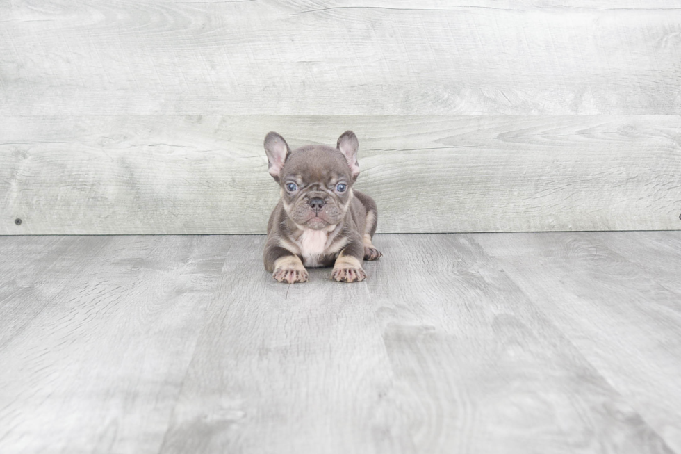 Akc Registered French Bulldog Baby