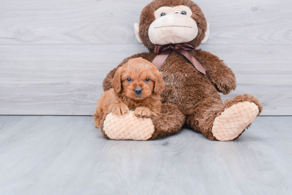 Happy Mini Goldendoodle Baby