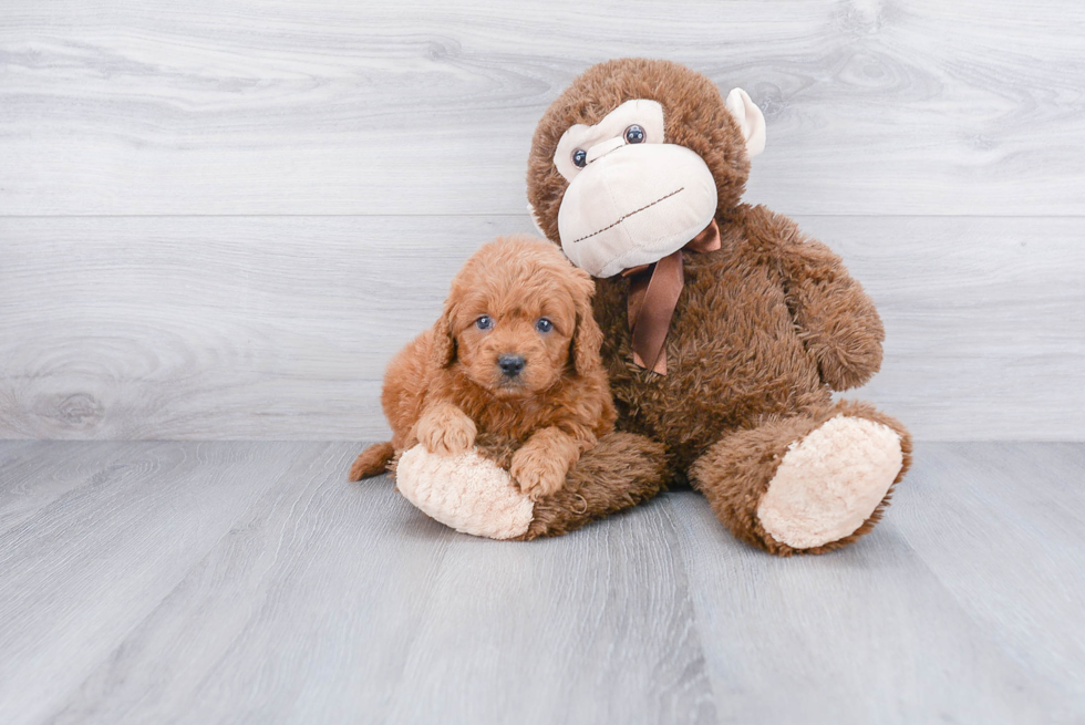 Popular Mini Goldendoodle Poodle Mix Pup