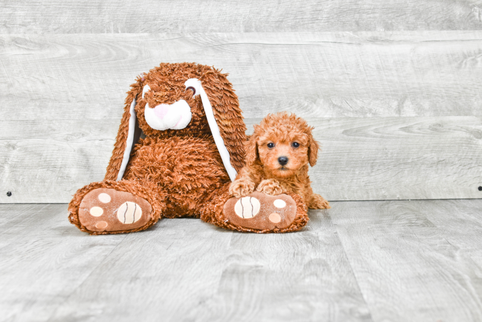 Best Cavapoo Baby