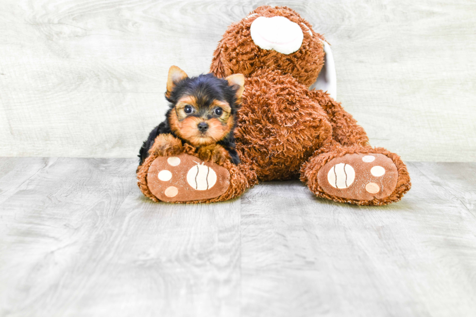 Meet Beckham - our Yorkshire Terrier Puppy Photo 