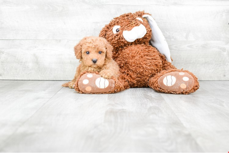 Cavapoo Puppy for Adoption