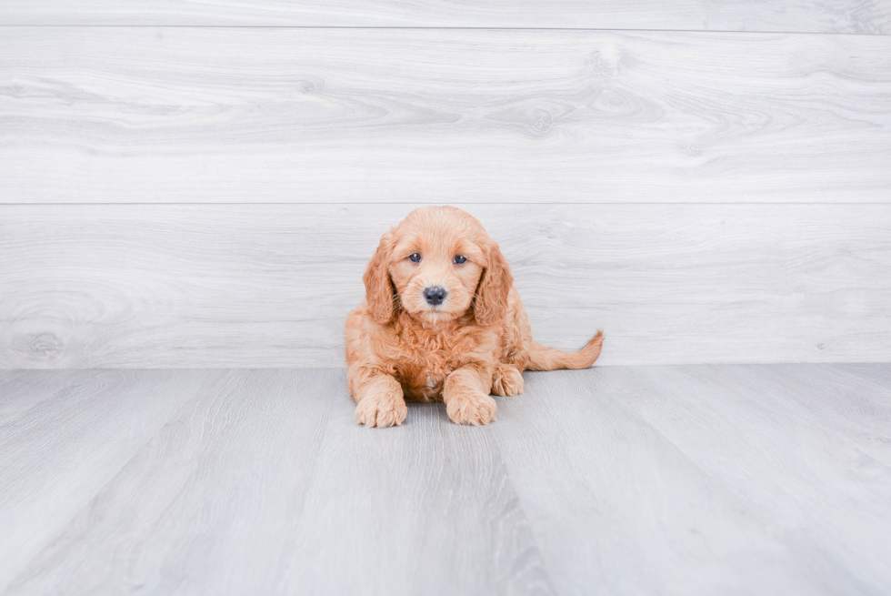 Mini Goldendoodle Pup Being Cute