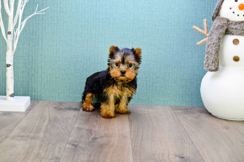 Meet Micro-Teacup-Giselle - our Yorkshire Terrier Puppy Photo 