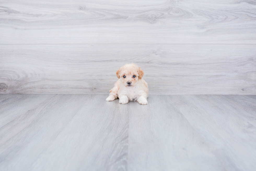 Maltipoo Puppy for Adoption