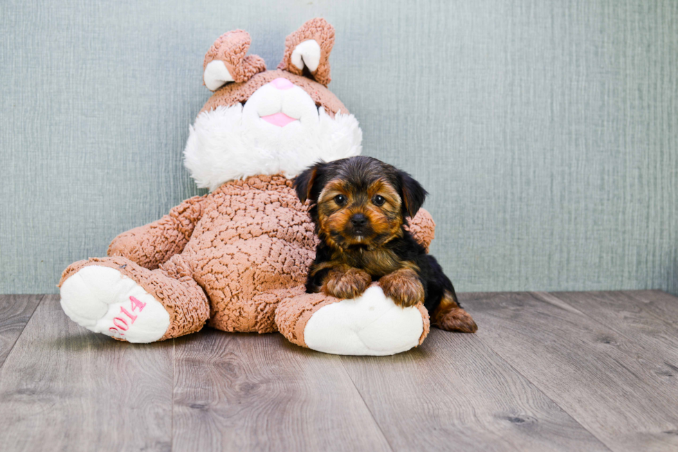 Meet Jeremy - our Yorkshire Terrier Puppy Photo 