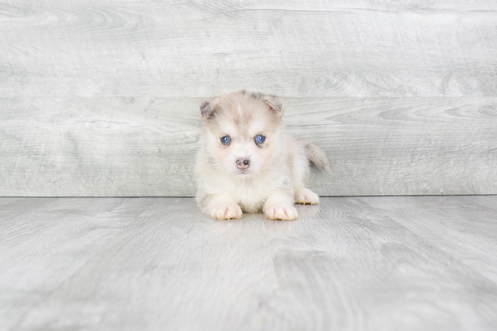 Small Pomsky Baby