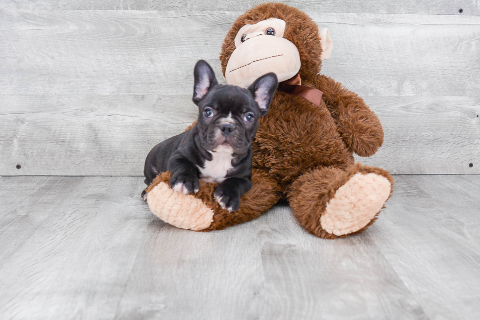 Adorable Frenchie Purebred Puppy