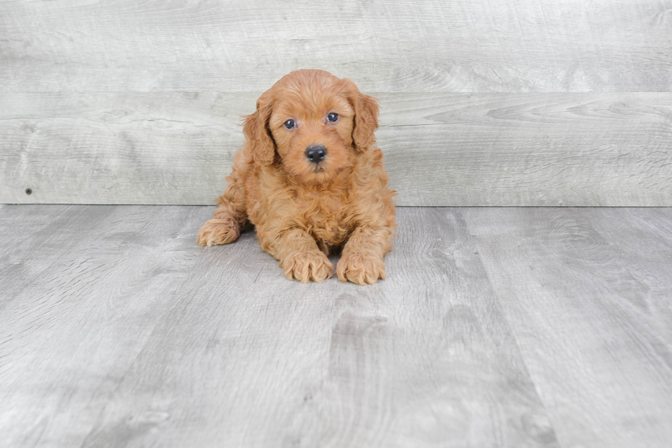 Funny Mini Goldendoodle Poodle Mix Pup