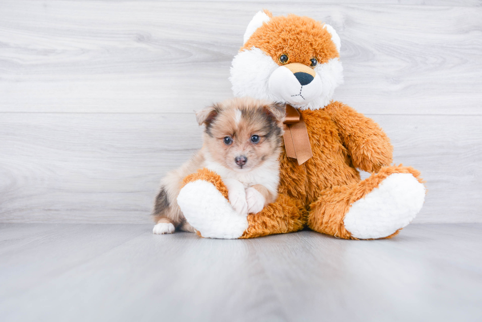 Pomeranian Puppy for Adoption