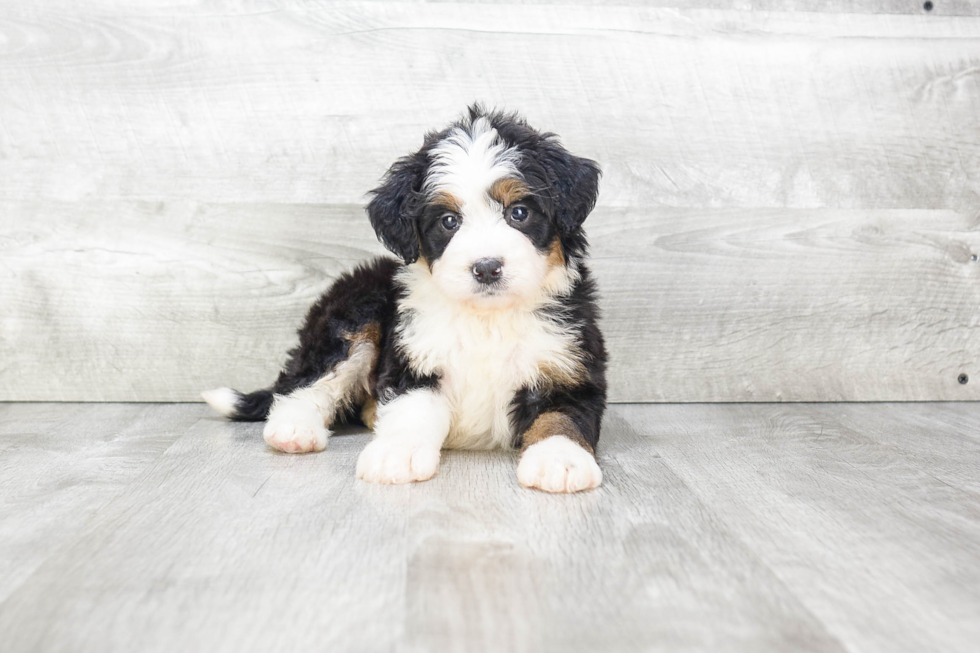 Mini Bernedoodle Puppy for Adoption