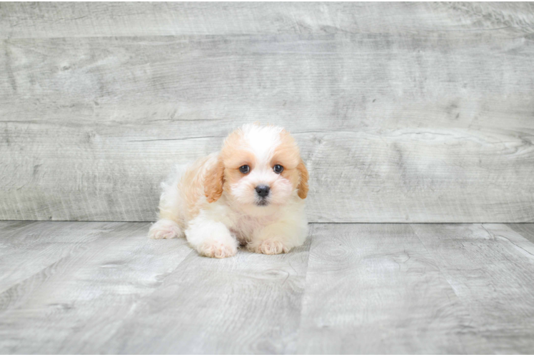 Cute Cavachon Baby